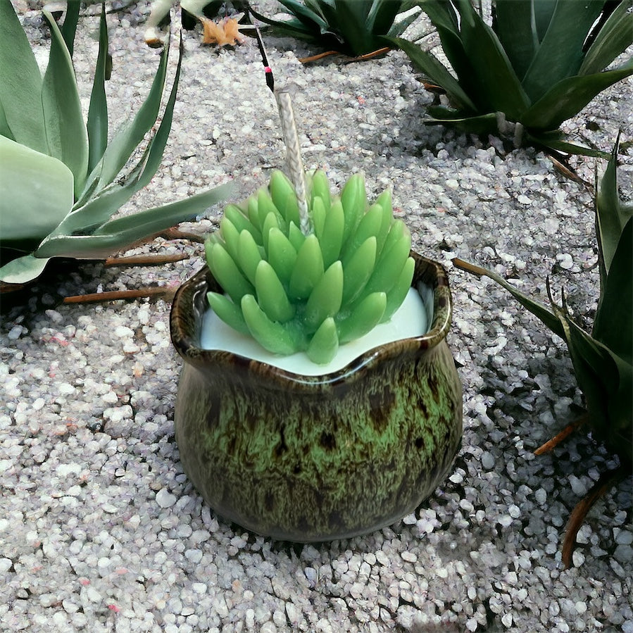 Single Succulent candles