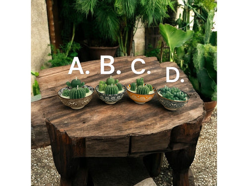 Cactus Garden Festive Pots